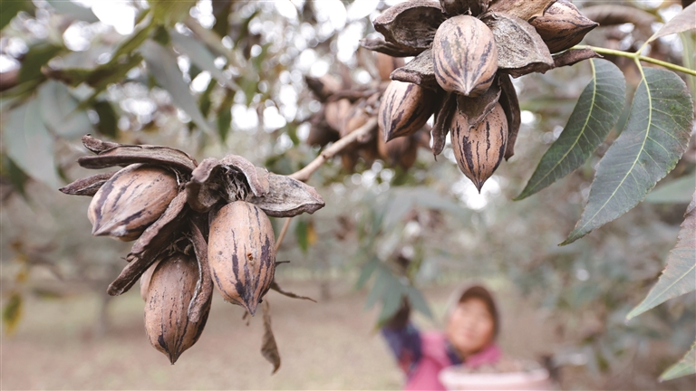 碧根果开花图片