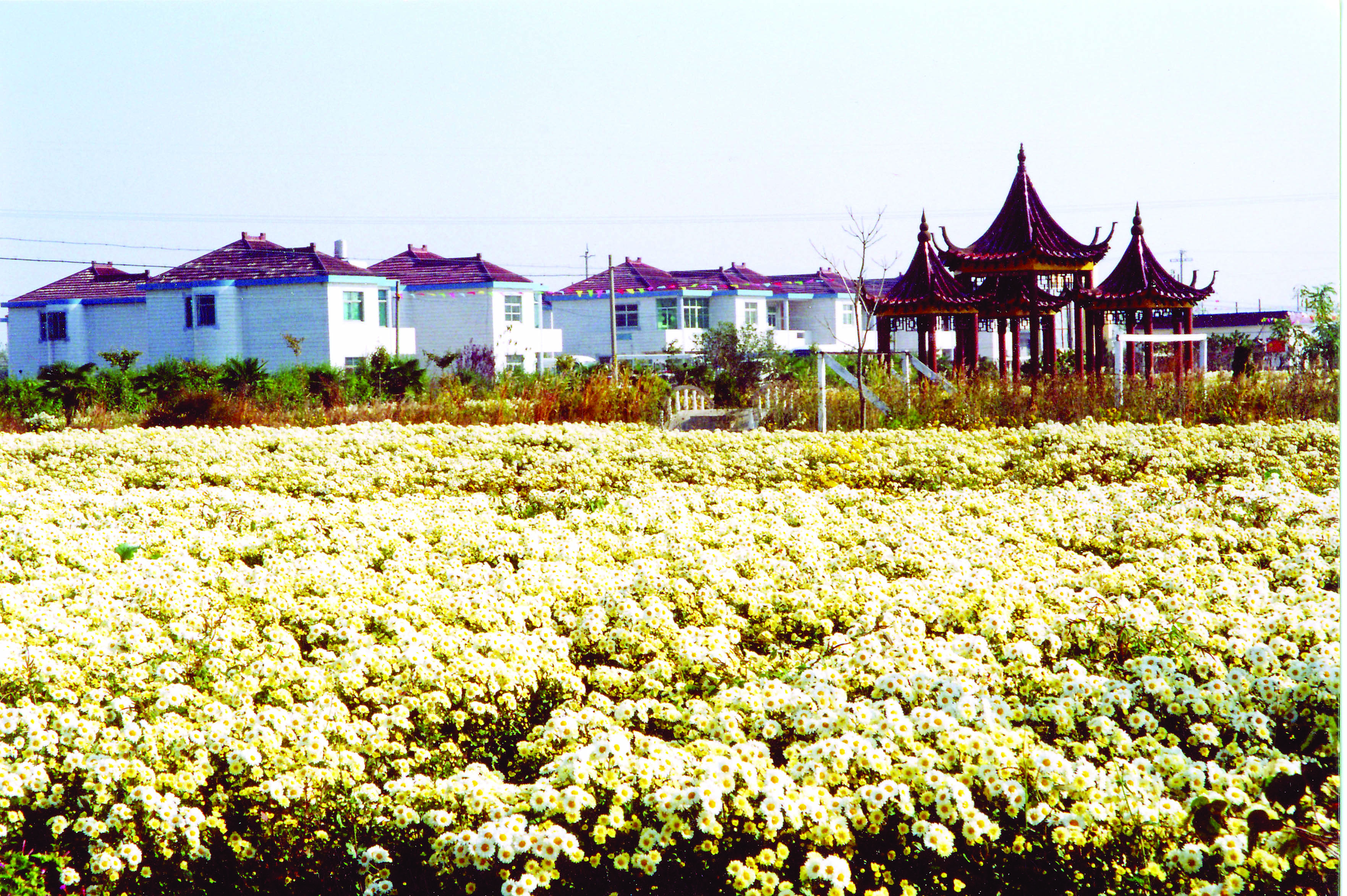 射阳市花图片