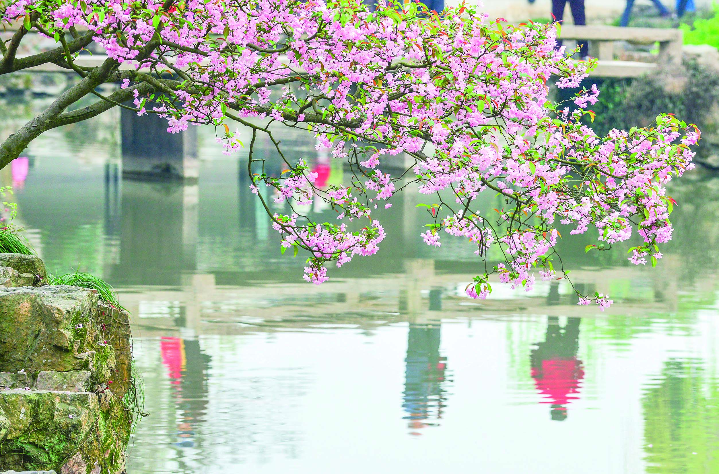 苏州看花的景点图片