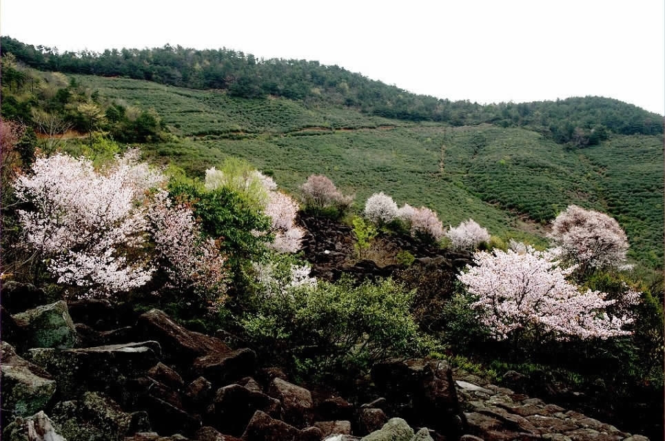 苍山顶的野樱花开了--天台报