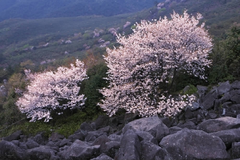 苍山顶的野樱花开了--天台报