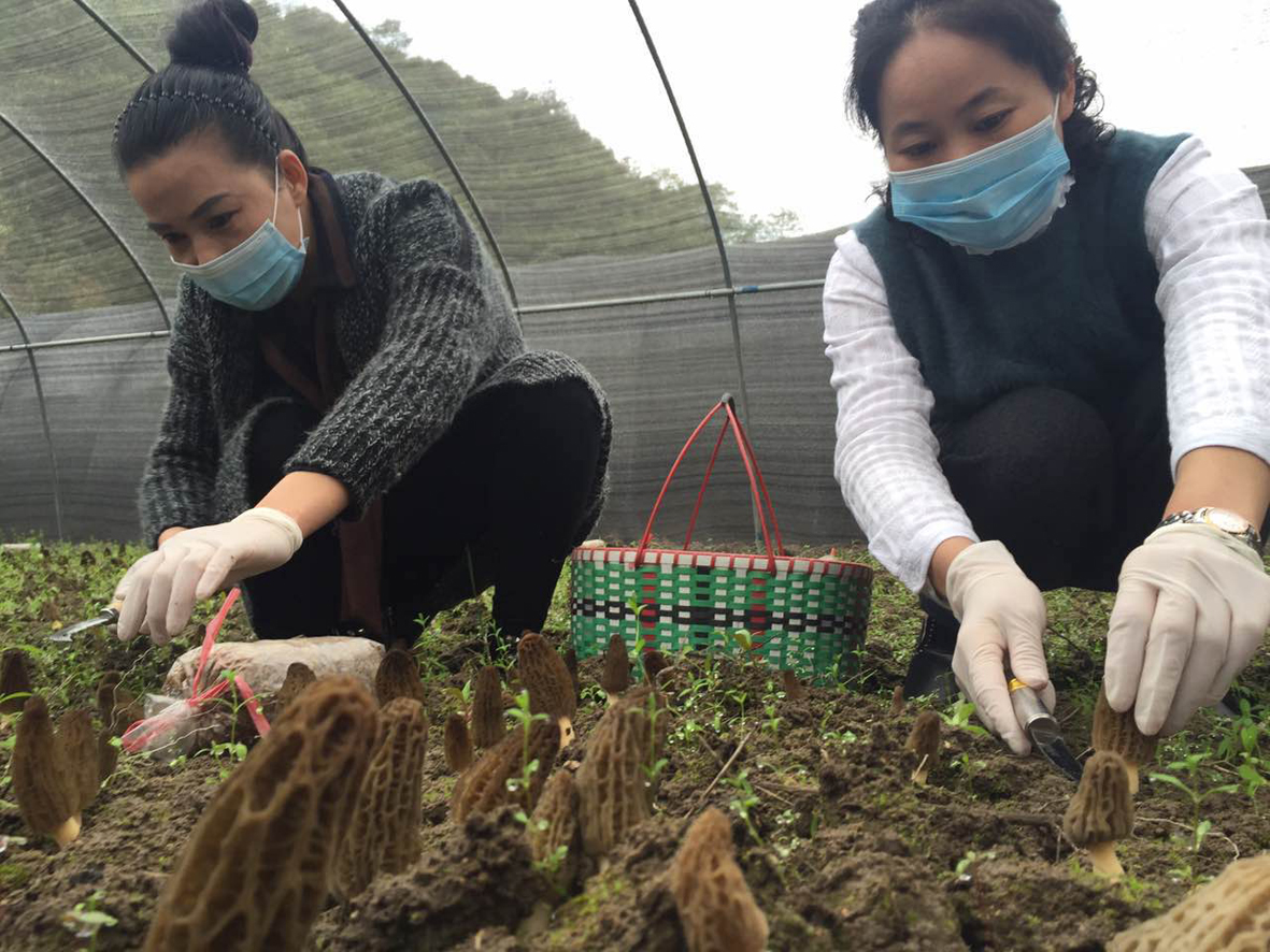 我县成功种植羊肚菌