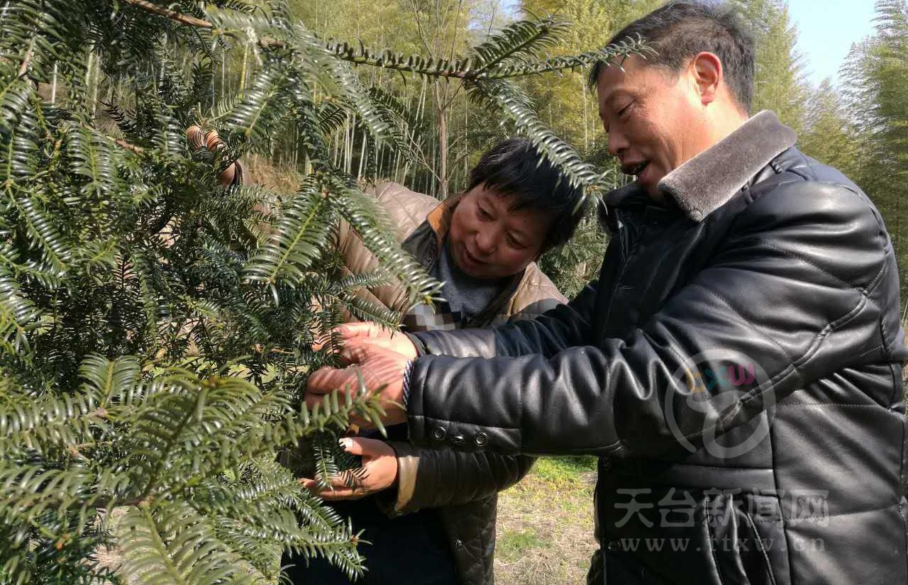 十年香榧致富梦