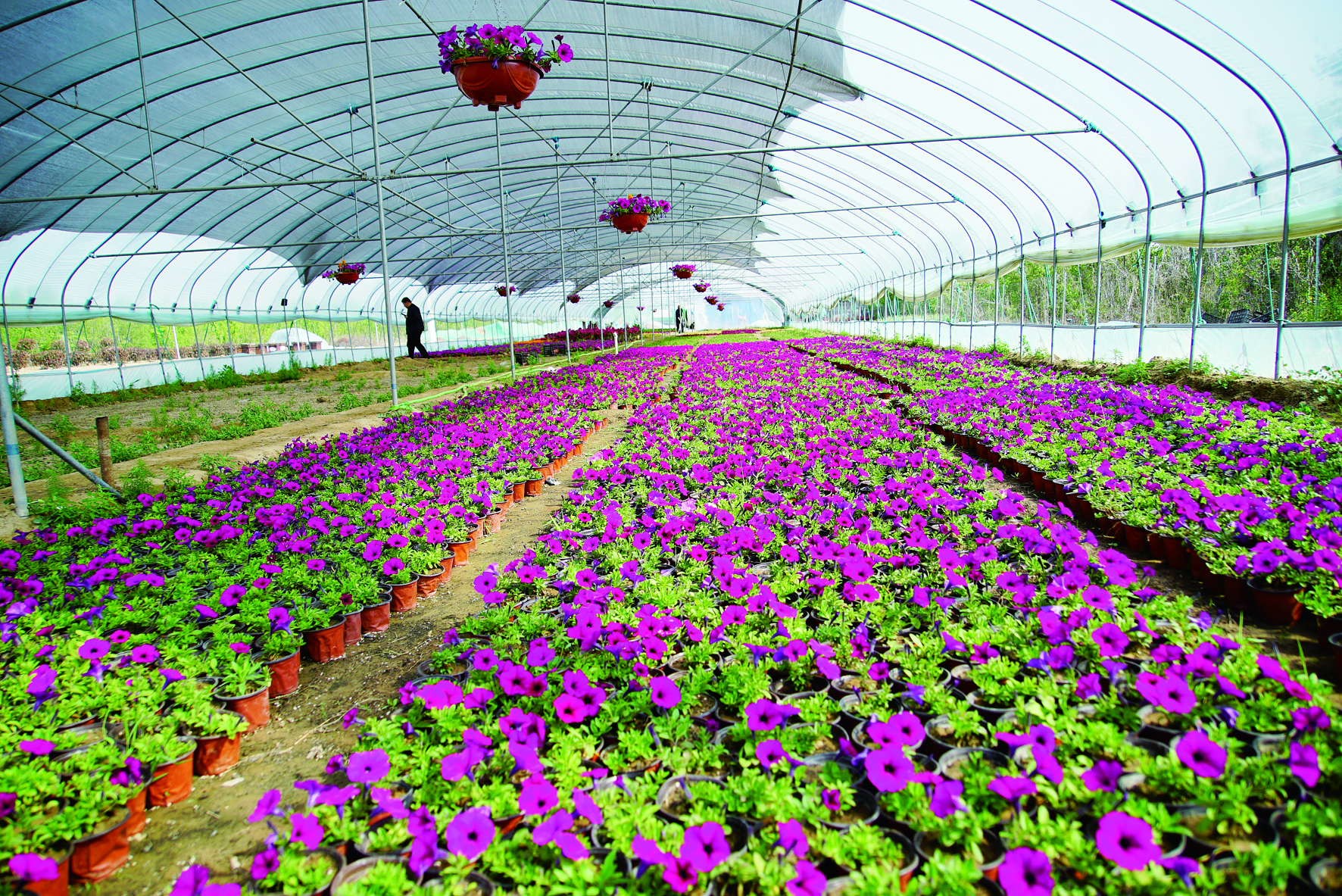 西安草花种植批发基地图片