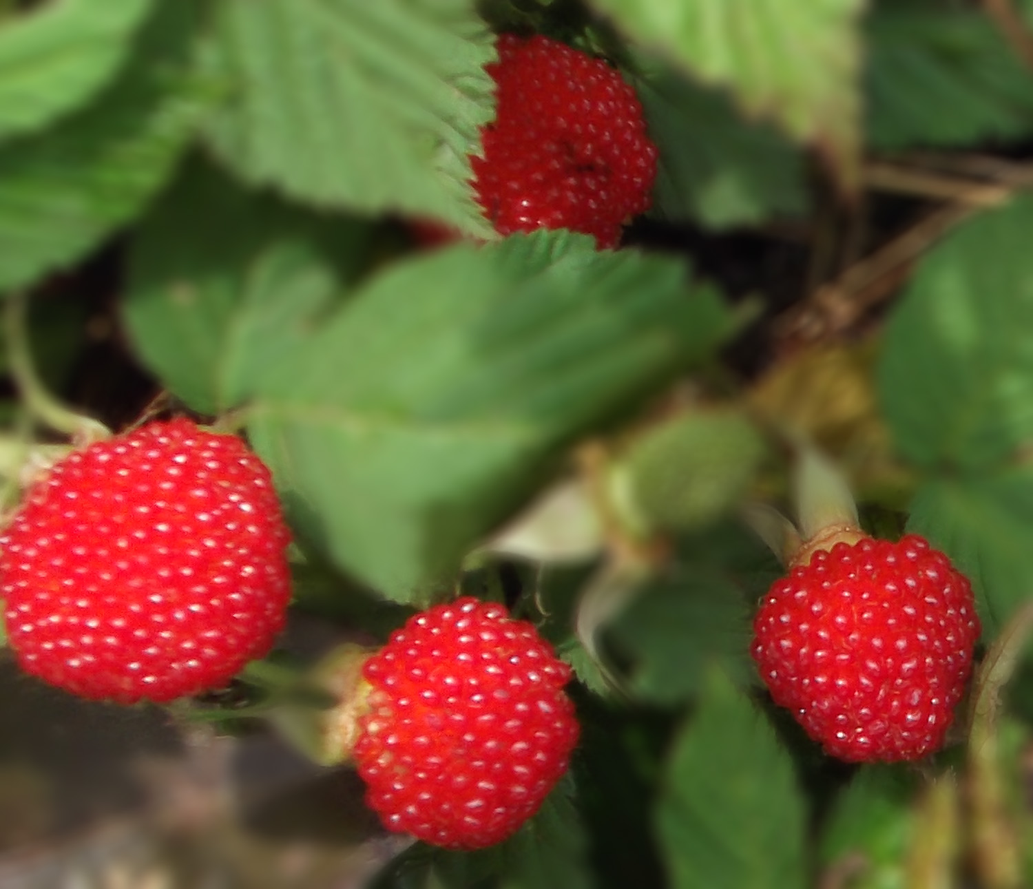 正是"葛公"成熟时市民爱上"人家酿"