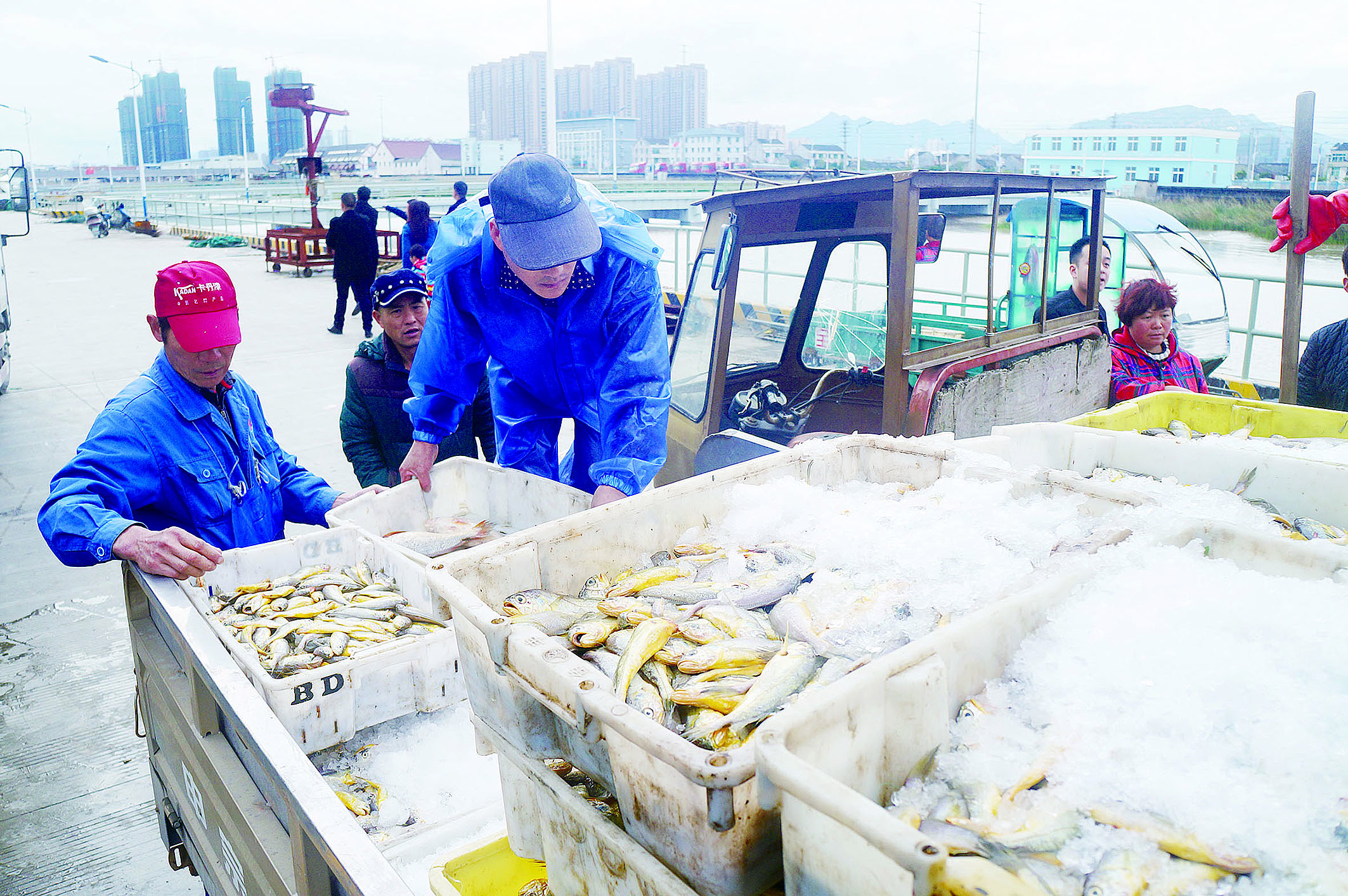 近日,在鳌江镇渔港码头,一艘艘满载而归的渔船在港口卸货