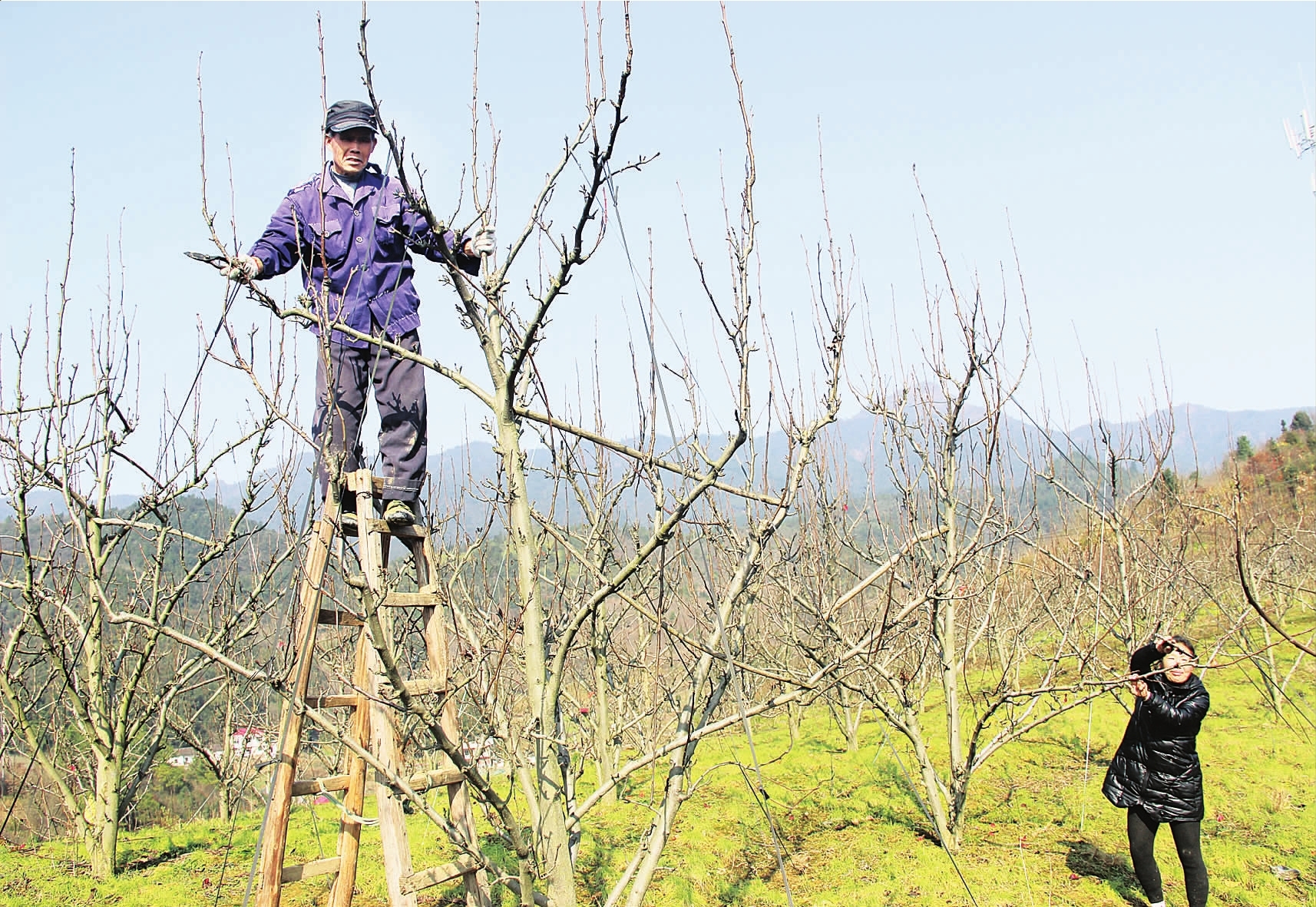 隆冬时节,宁州镇岗上村六组瞿信铜夫妻俩在果园里修剪梨树.