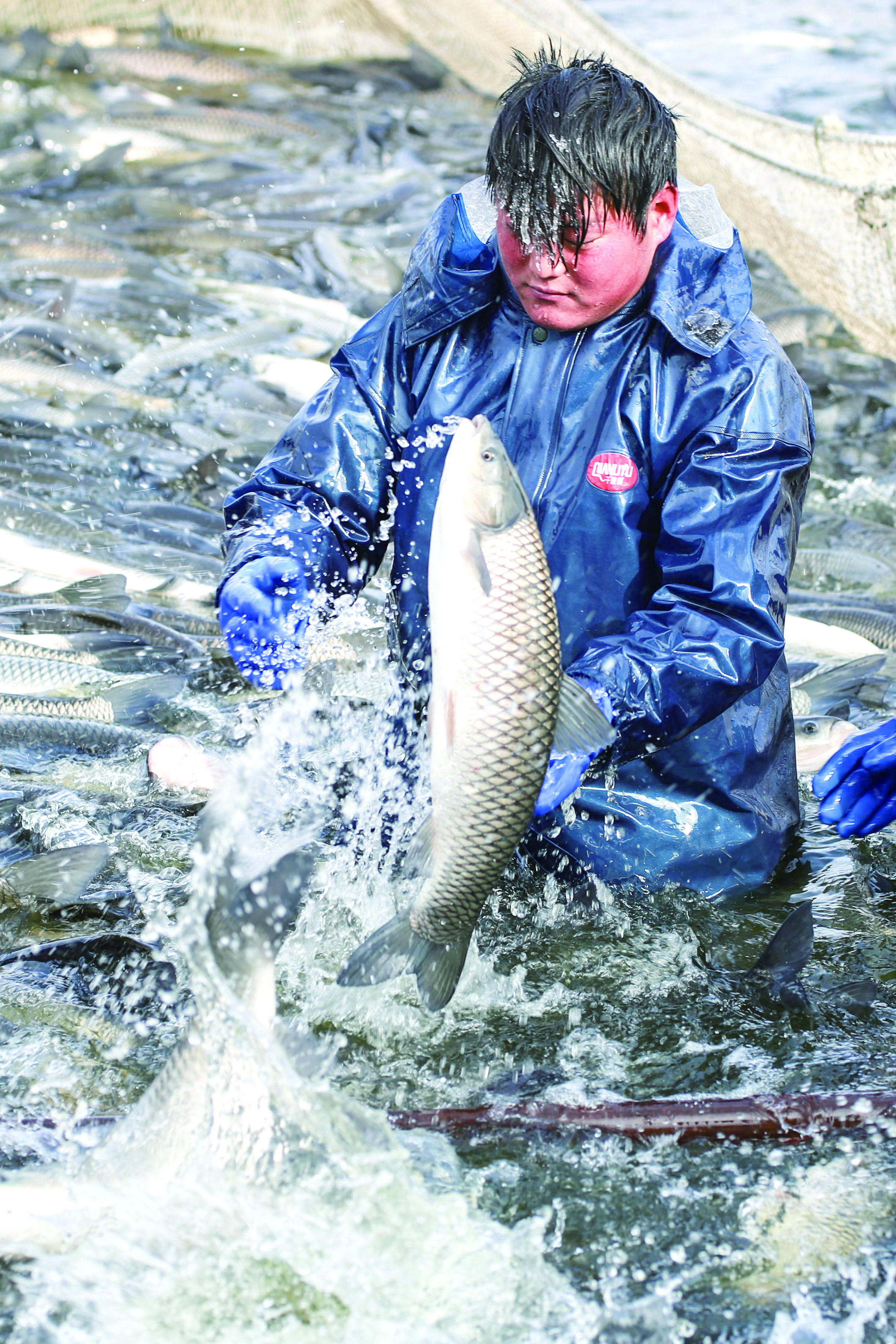 寒冬捕鱼季生态鱼丰收